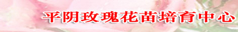 ƽ��õ�廨�硢�Ứһ�š���֦���ļ�õ��С��-�۸�-��������ѡ�й�ƽ��õ�廨����������